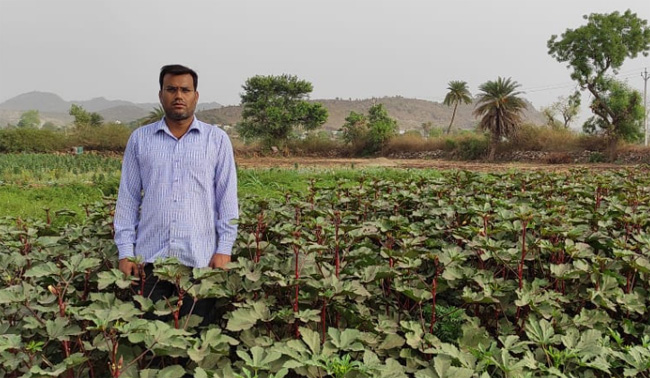  खेती में नवाचार: उदयपुर के सॉफ्टवेर इंजिनियर ने अपने खेत में उगाई लाल भिंडी