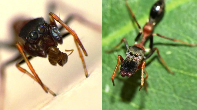  उदयपुर में मिलती हैं चींटी से भी छोटी मकडि़यां