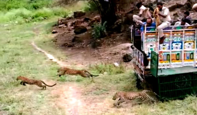 leopards set free udaipur