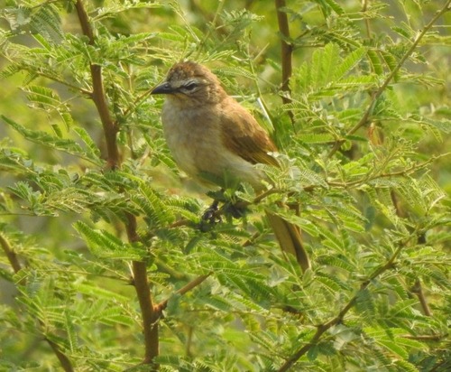  राजस्थान से नई पक्षी प्रजाति व्हाइट-ब्रोड बुलबुल की हुई खोज, उदयसागर झील में किनारे दिखी